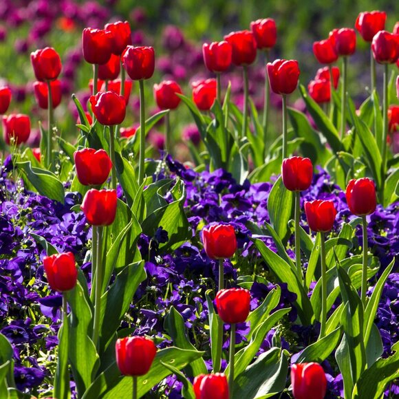 flower power follow game - Picture 2 of 6